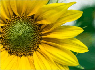 Zonnebloem